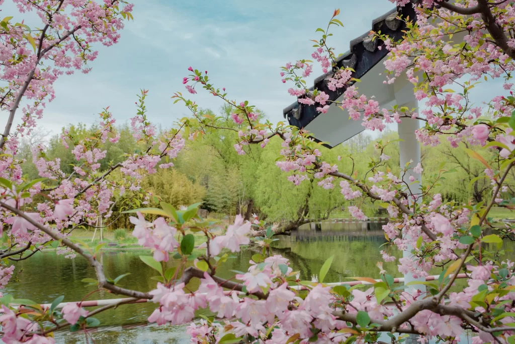 Peach Blossom Pink White Green Spring gray Branch