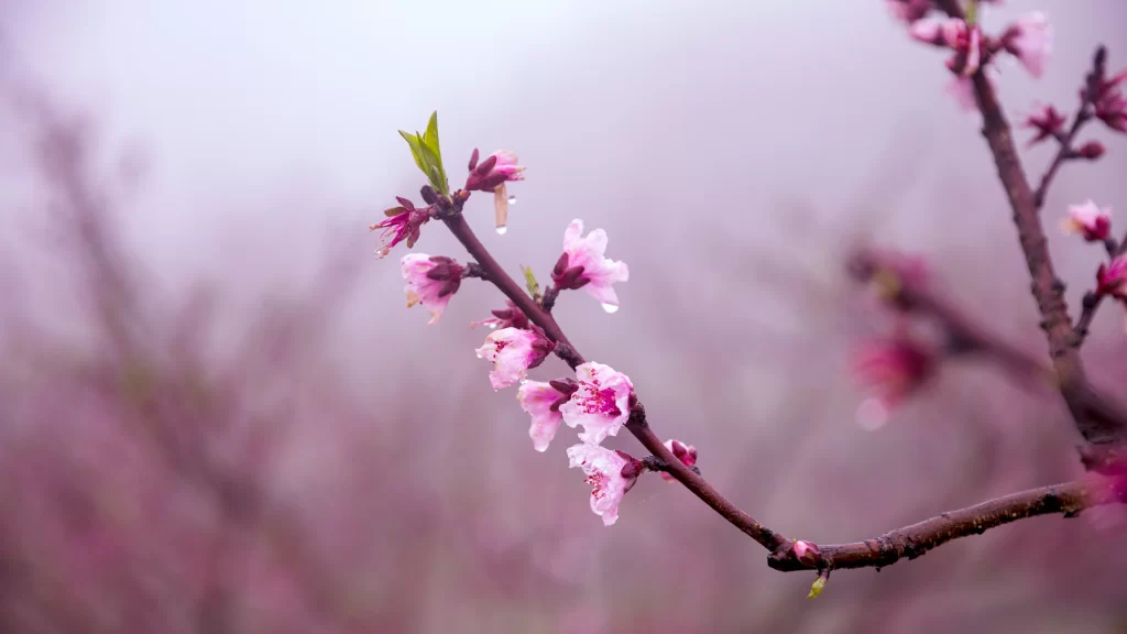 Peach Blossom Pink White Petal Spring gray Branch
