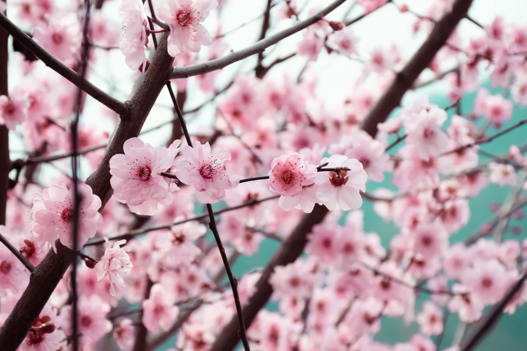 Peach Blossom Pink White Petal Spring gray Branch