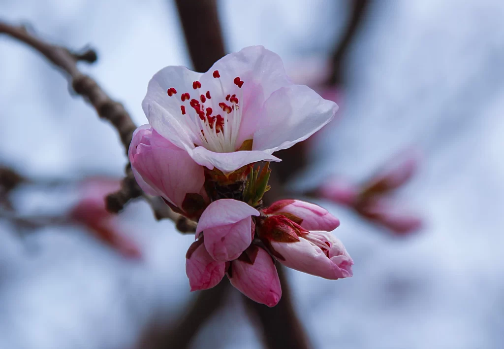 Peach Blossom Pink White Red Spring gray Branch