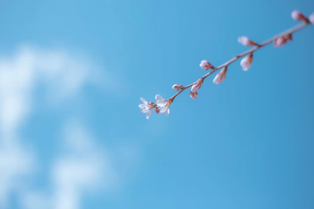 Peach Blossom Pink White Blue cool Sky
