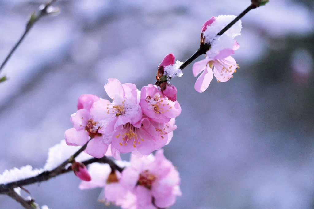Peach Blossom Pink White Petals Snowy Branch