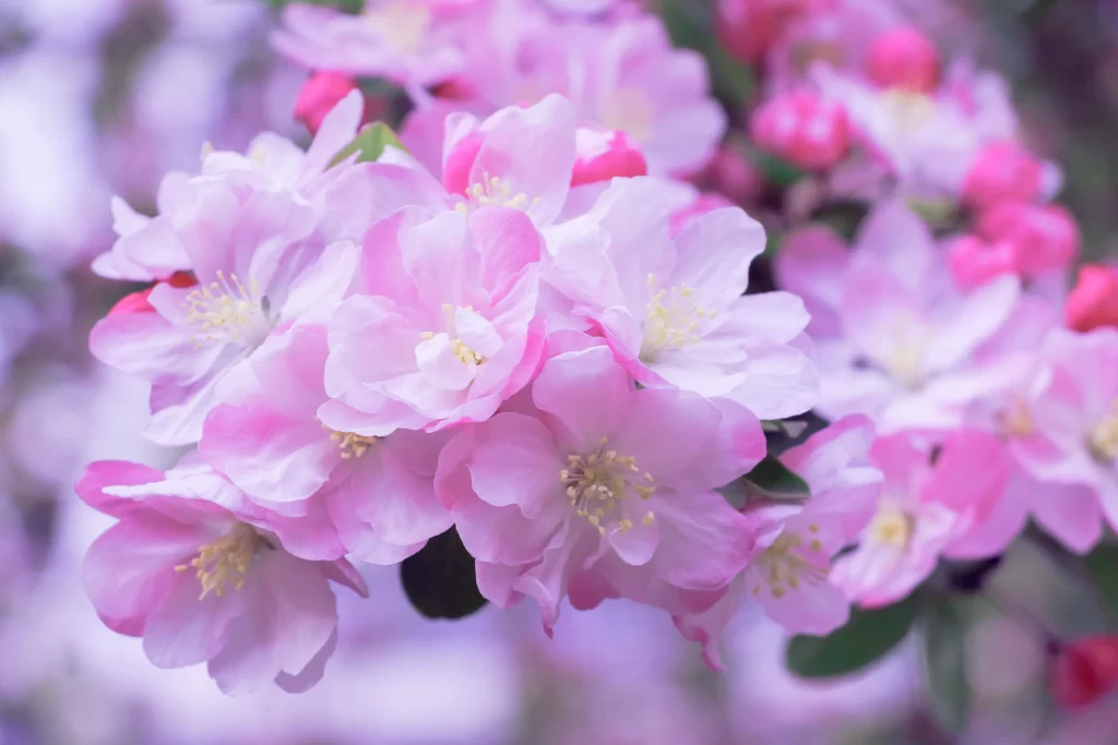 Peach Blossom Pink White Yellow Petal Bloom