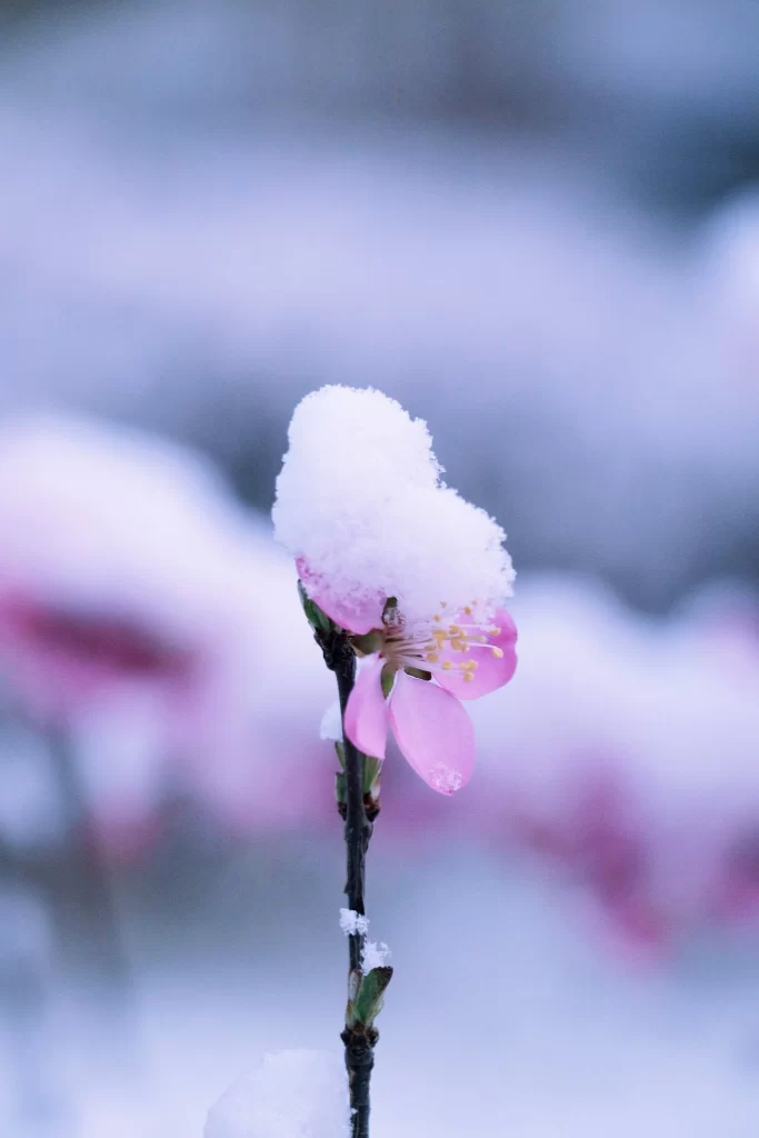 Peach Blossom Pink White Snow Petal Branch