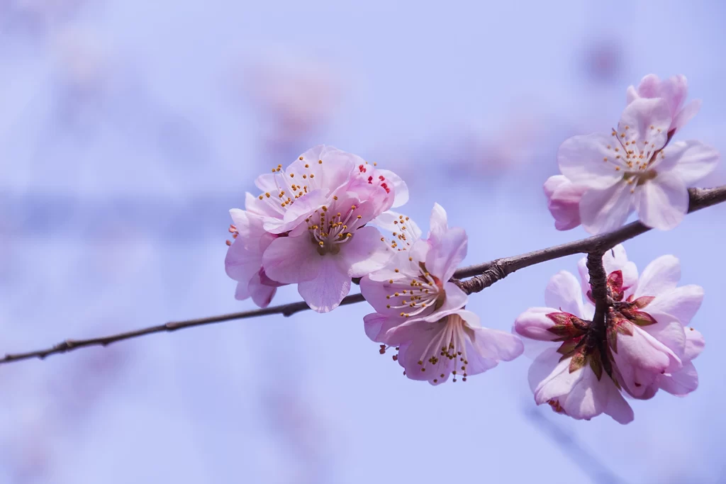 Peach Blossom Pink White Yellow Petal Spring cool Branch