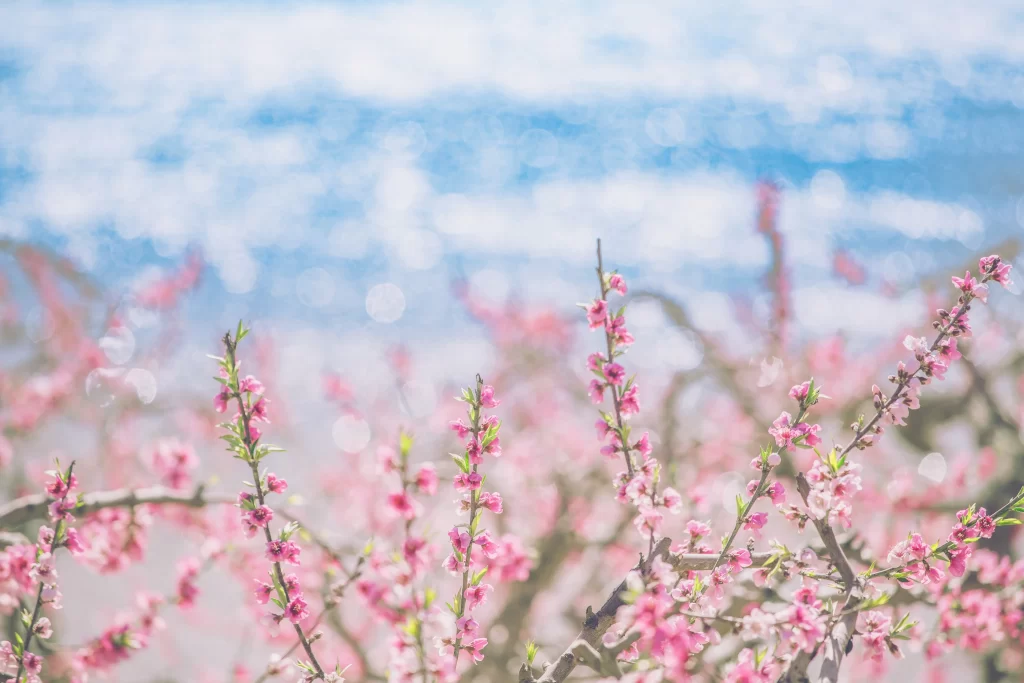 Peach Blossom Pink White Blue gray Sky