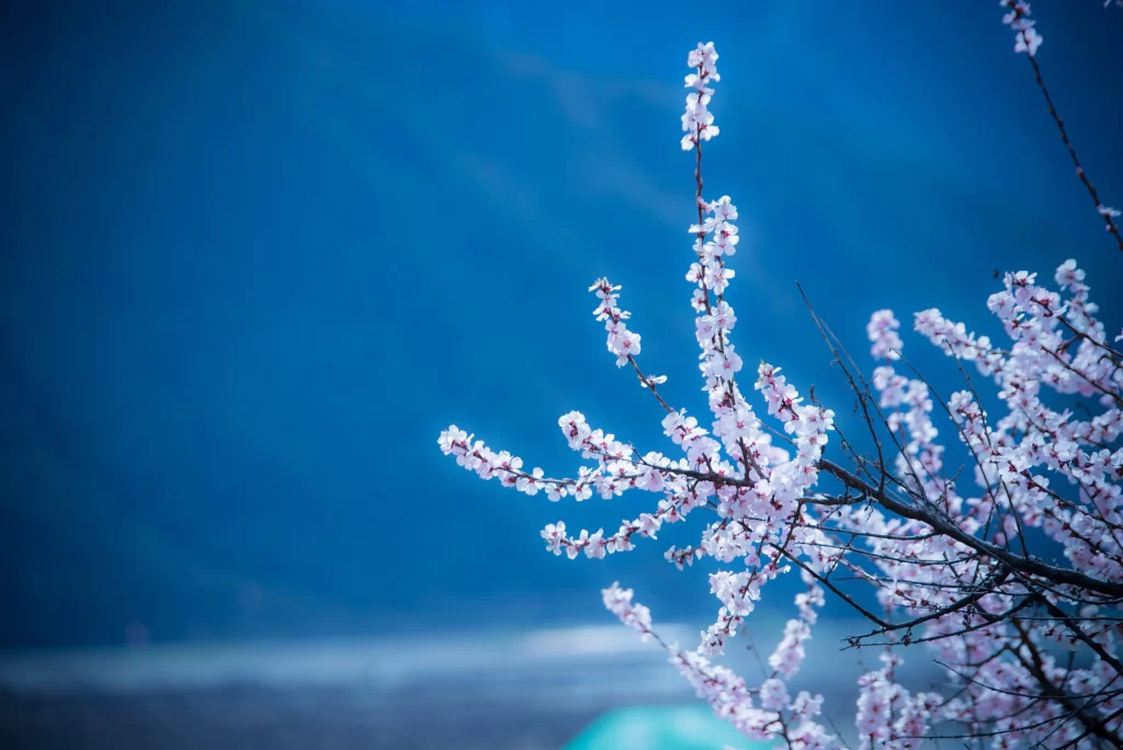 Peach Blossom Pink White Blue cool Sky