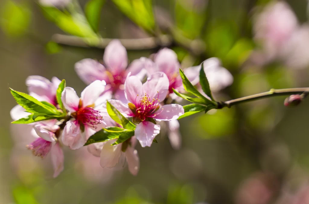 Peach Blossom Pink White Green Spring warm Branch