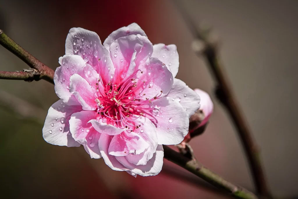 Peach Blossom Pink White Petal Spring gray Branch