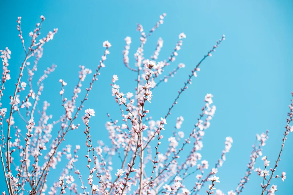 Peach Blossom Pink White Blue cool Sky