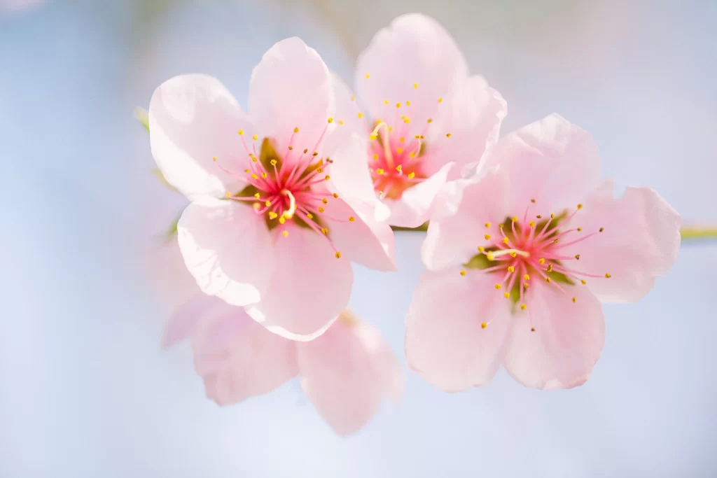Peach Blossom Pink White Yellow Green