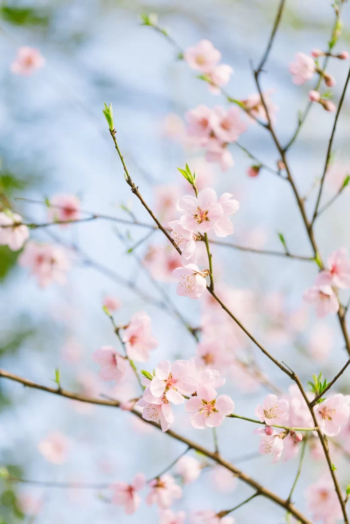 Peach Blossom Pink White Green Spring gray Branch