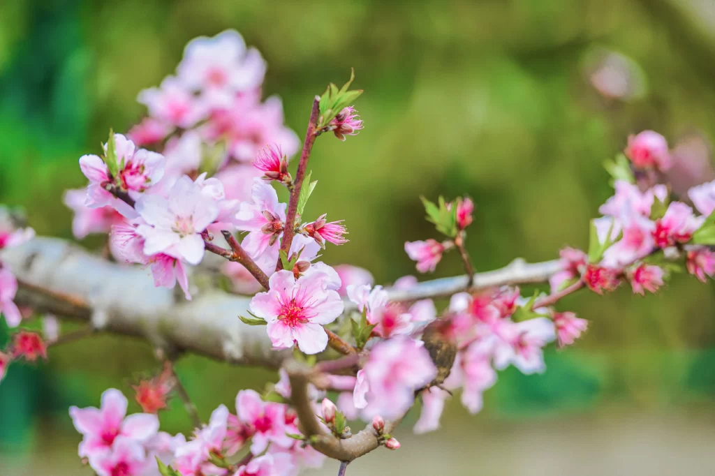 Peach Blossom Pink White Red Green Spring Branch