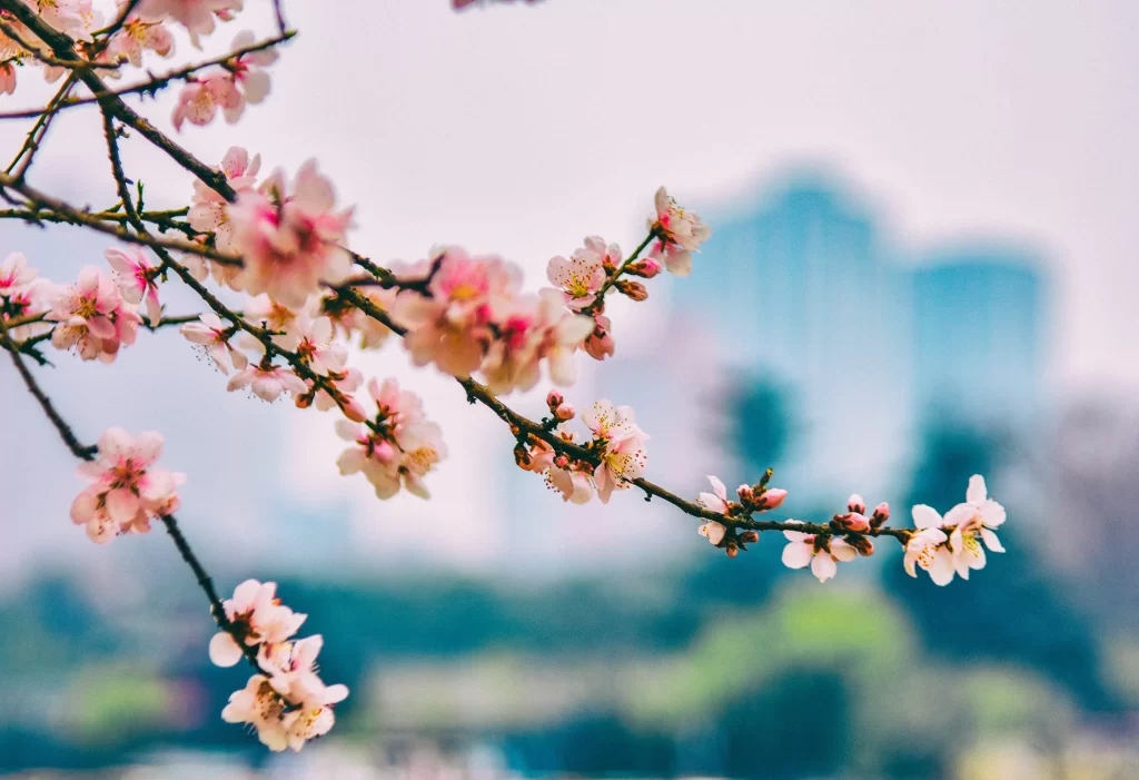 Peach Blossom Pink White Green Blue