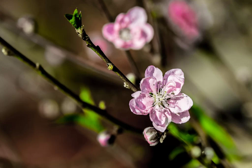 Peach Blossom Pink White Green gray Branch
