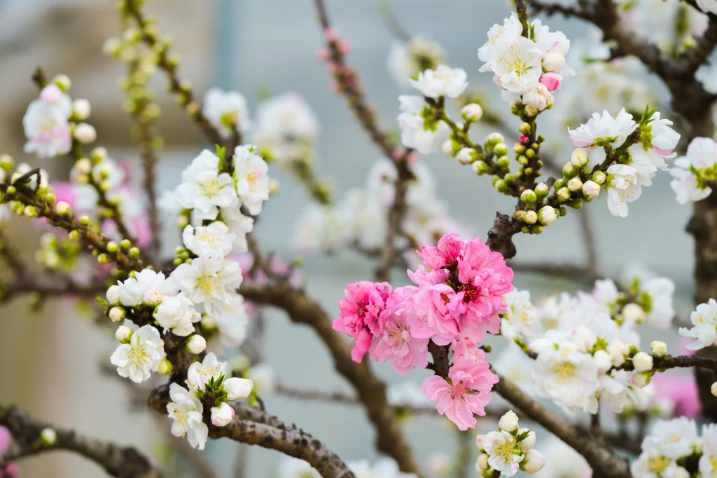 Peach Blossom Pink White Green Spring gray Branch