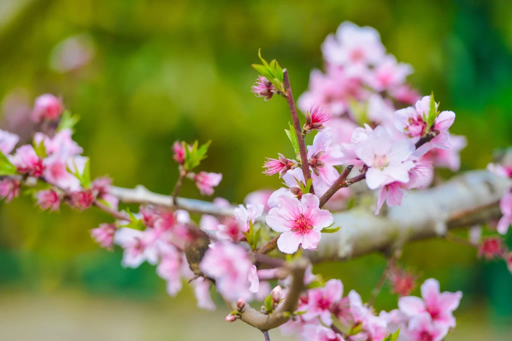 Peach Blossom Pink White Green Spring warm Branch