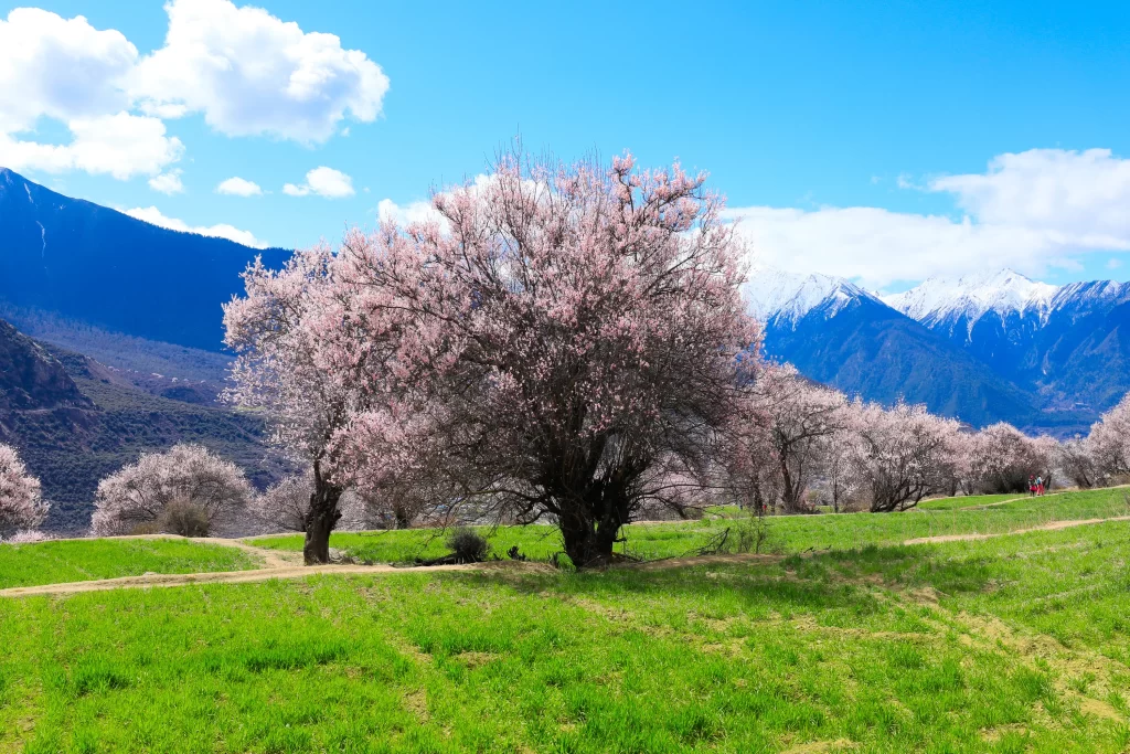 Peach Blossom Pink White Green Blue Sky Mountain