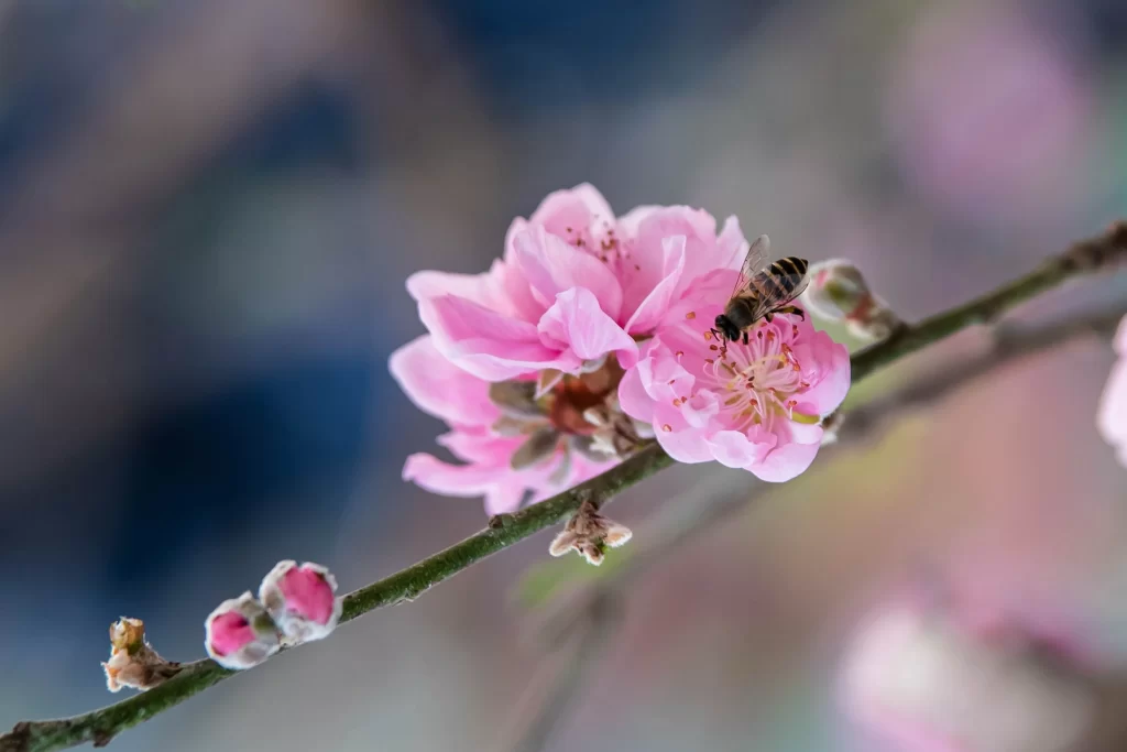 Peach Blossom Pink White Petal Spring gray Branch