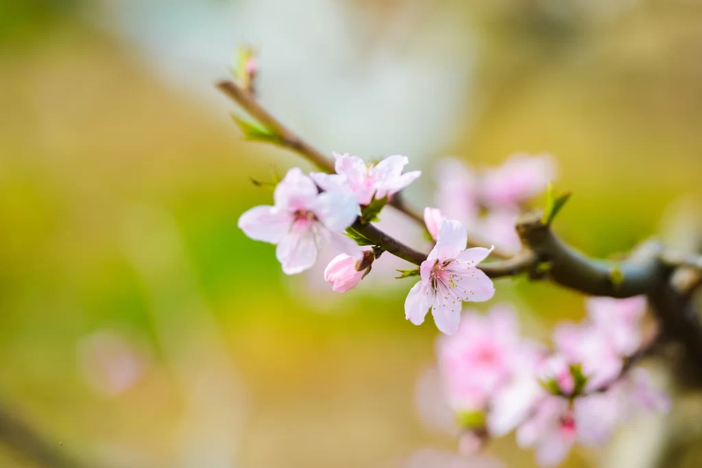 Peach Blossom Pink White Green Yellow Spring