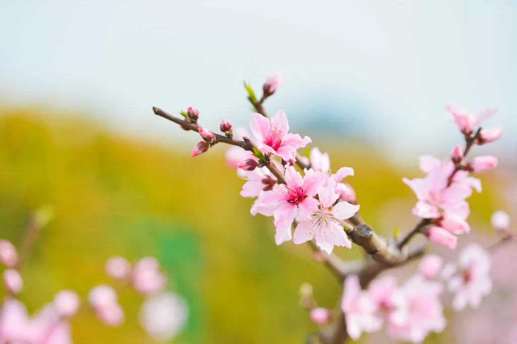 Peach Blossom Pink White Petals Spring warm Branch