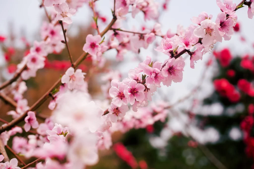 Peach Blossom Pink White Red Green warm Branch