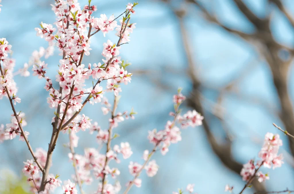 Peach Blossom Pink White Blue gray Sky
