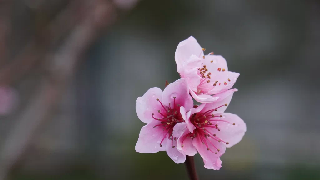 Peach Blossom Pink White Petal Spring gray Branch