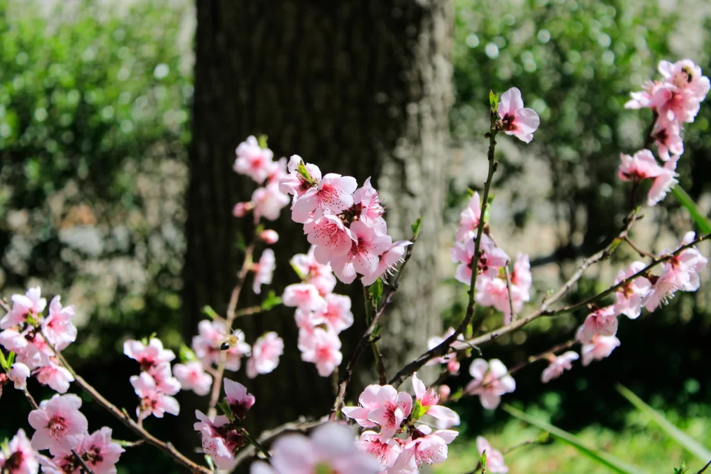 Peach Blossom Pink White Green Branch Nature
