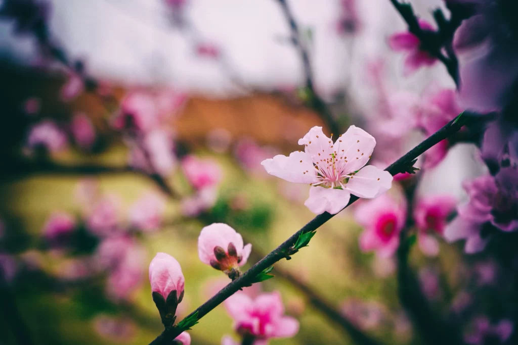 Peach Blossom Pink White Green Spring gray Branch