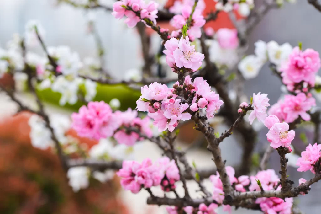 Peach Blossom Pink White Flower Petal Spring Branch