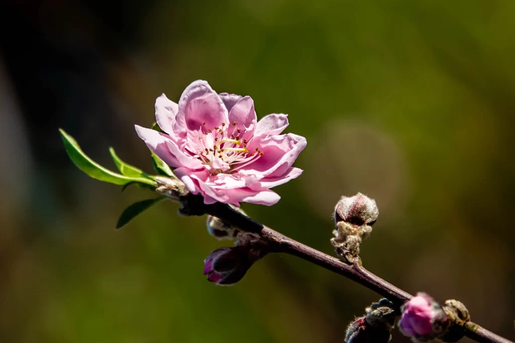 Peach Blossom Pink White Green warm Branch