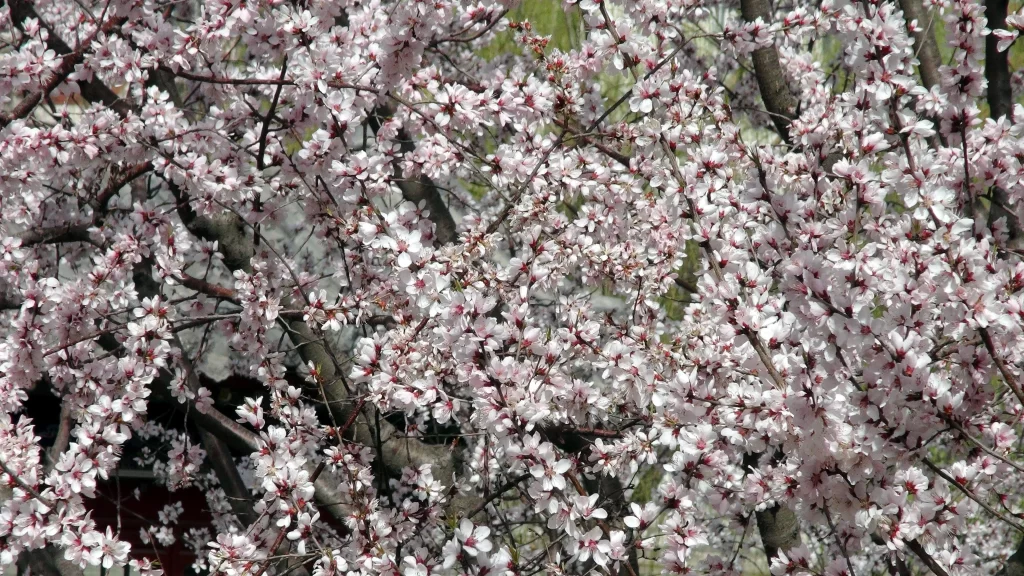Peach Blossom Pink White Petals Spring gray Branch