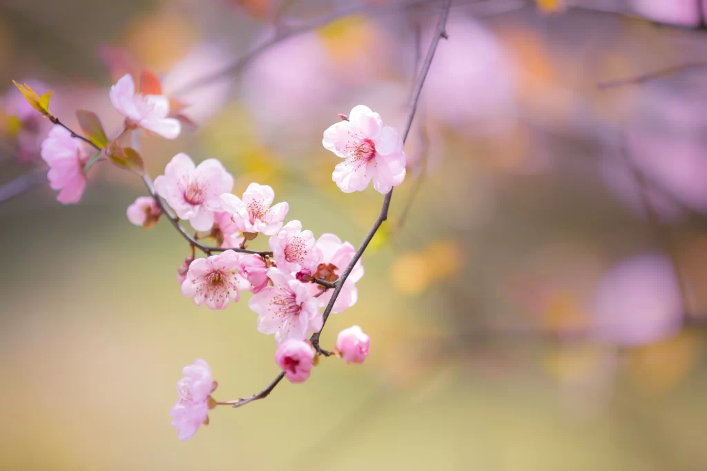Peach Blossom Pink White Petals Spring gray Branch