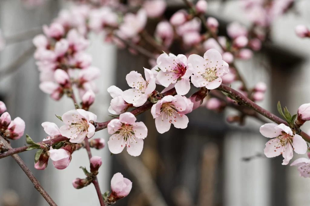 Peach Blossom Pink White Petal Spring gray Branch