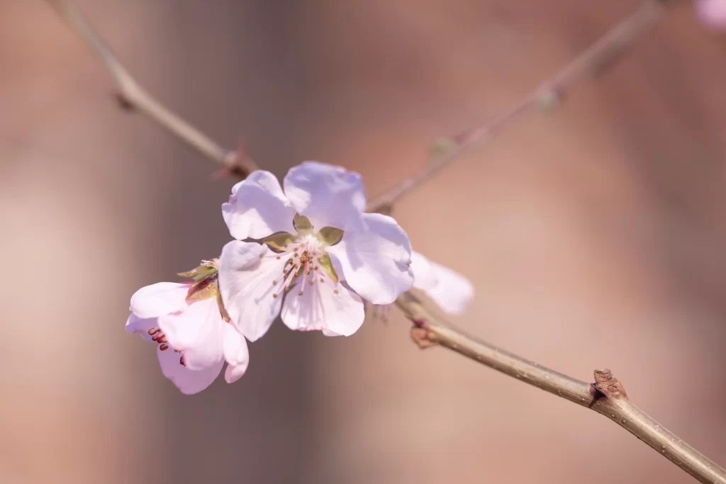 Peach Blossom Pink White Petal Spring warm Branch