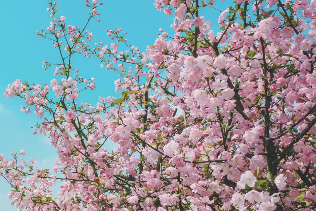 Peach Blossom Pink White Green Blue gray Sky