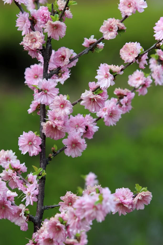 Peach Blossom Pink White Green Spring gray Branch