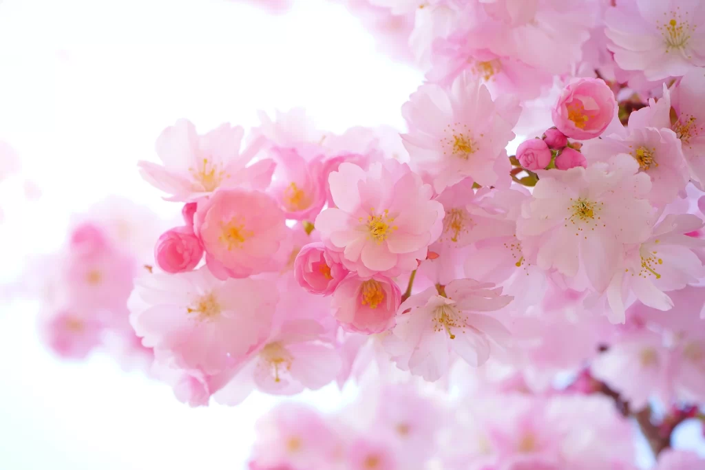 Peach Blossom Pink White Yellow Petals warm Spring