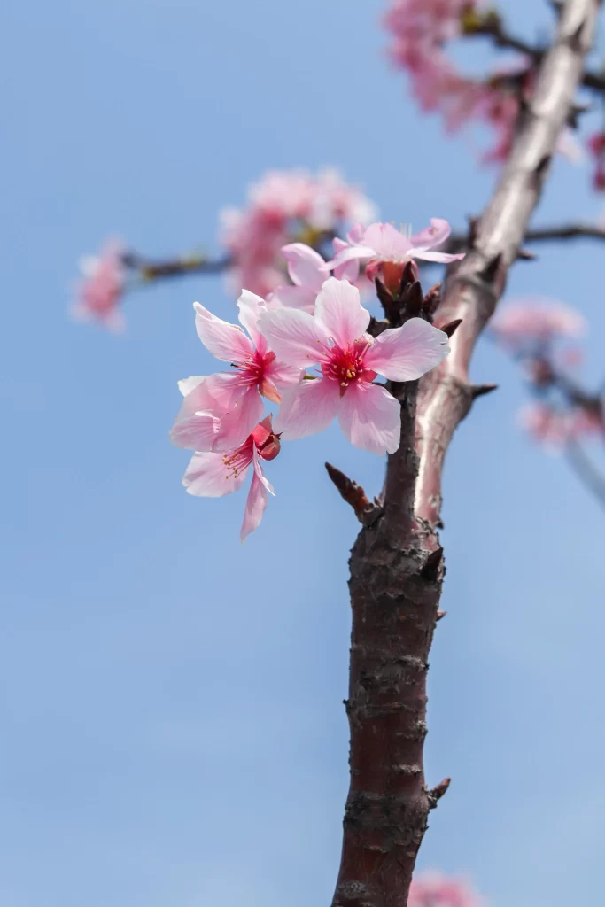 Peach Blossom Pink White Red Blue cool Sky
