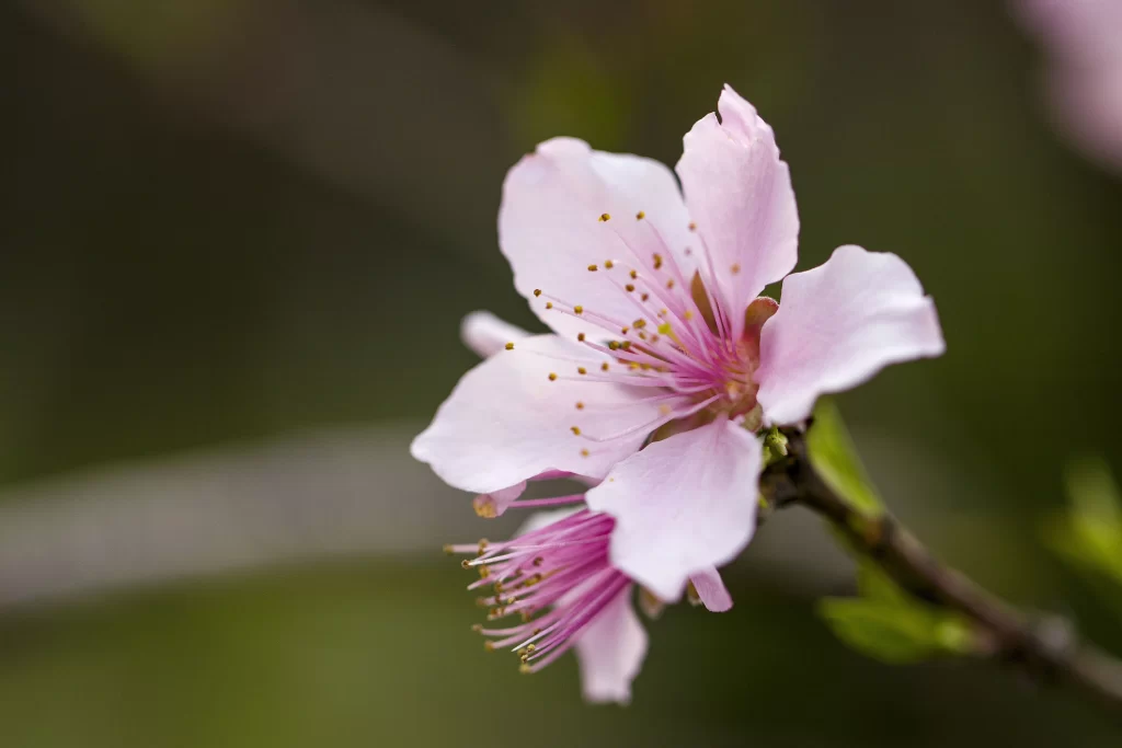 Peach Blossom Pink White Green Petal Nature
