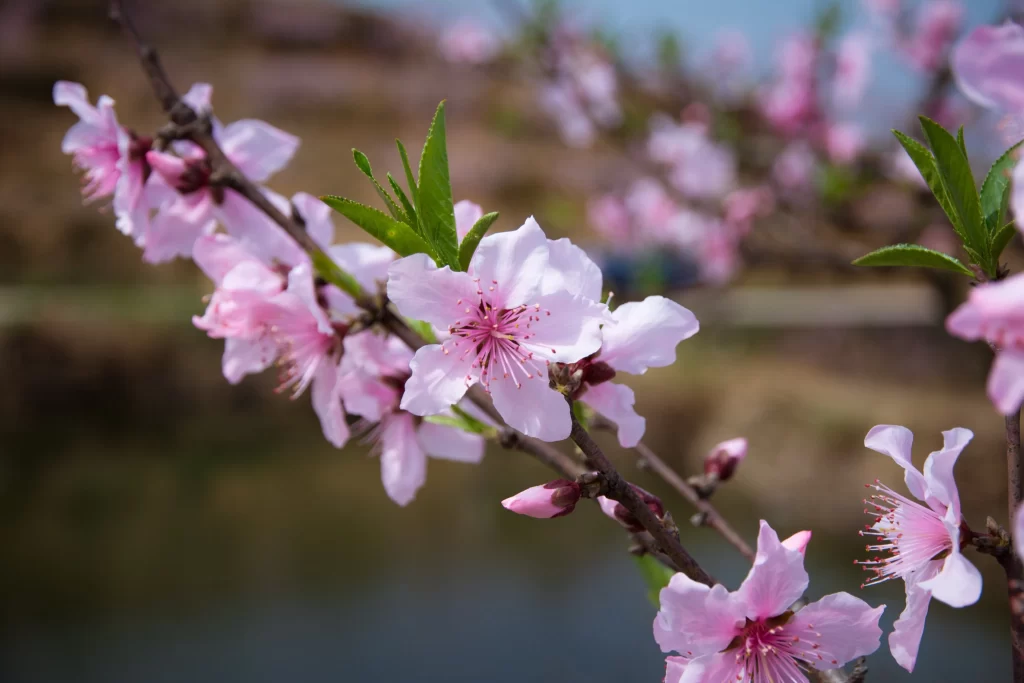Peach Blossom Pink White Green Spring gray Branch