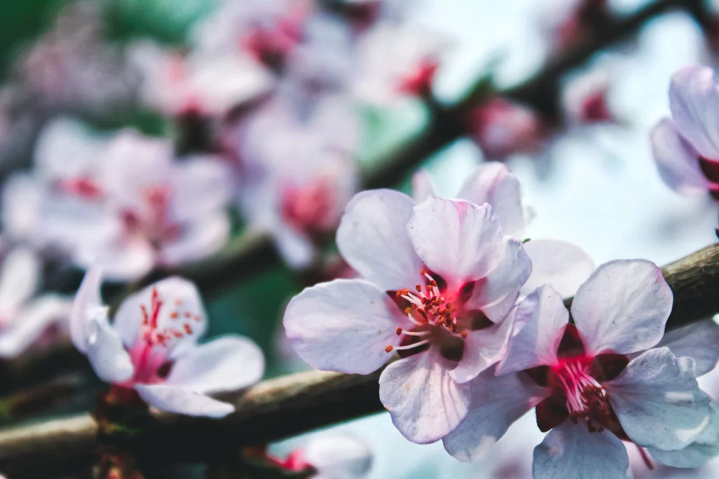 Peach Blossom Pink White Red Petal Spring gray Branch