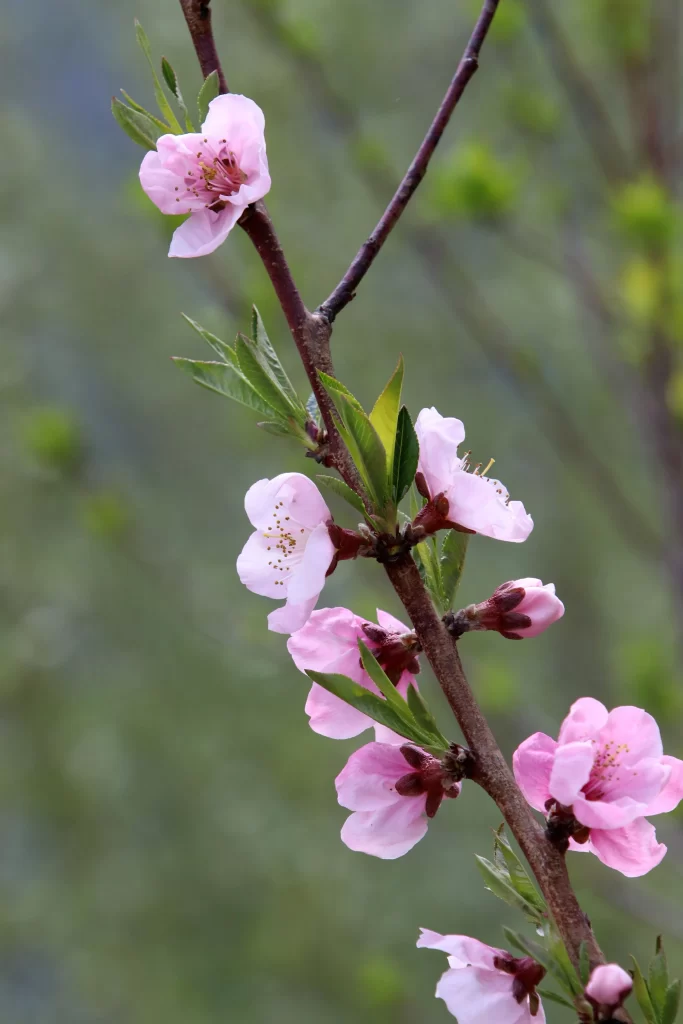Peach Blossom Pink White Green Spring gray Branch
