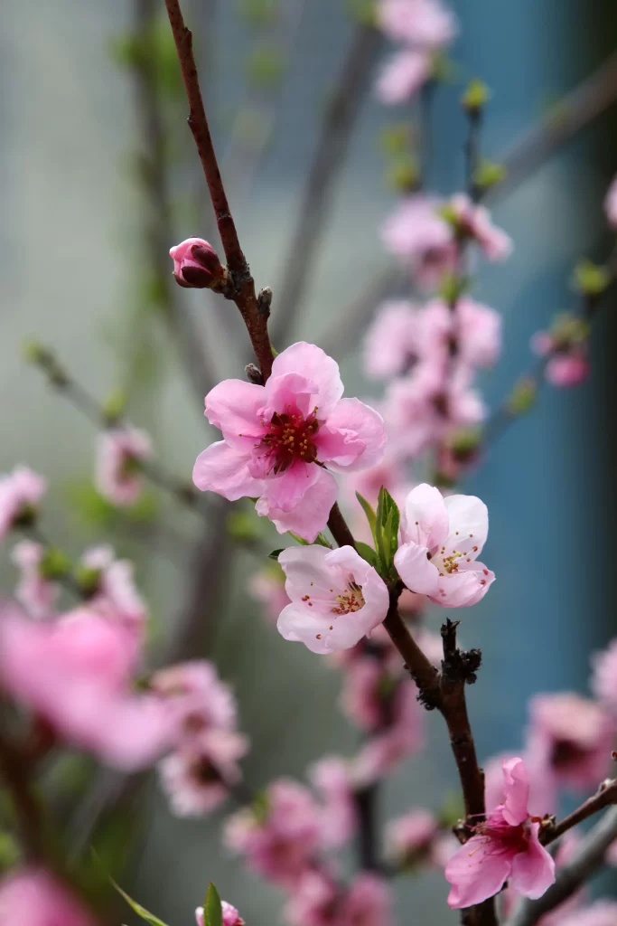 Peach Blossom Pink White Petal Spring gray Branch
