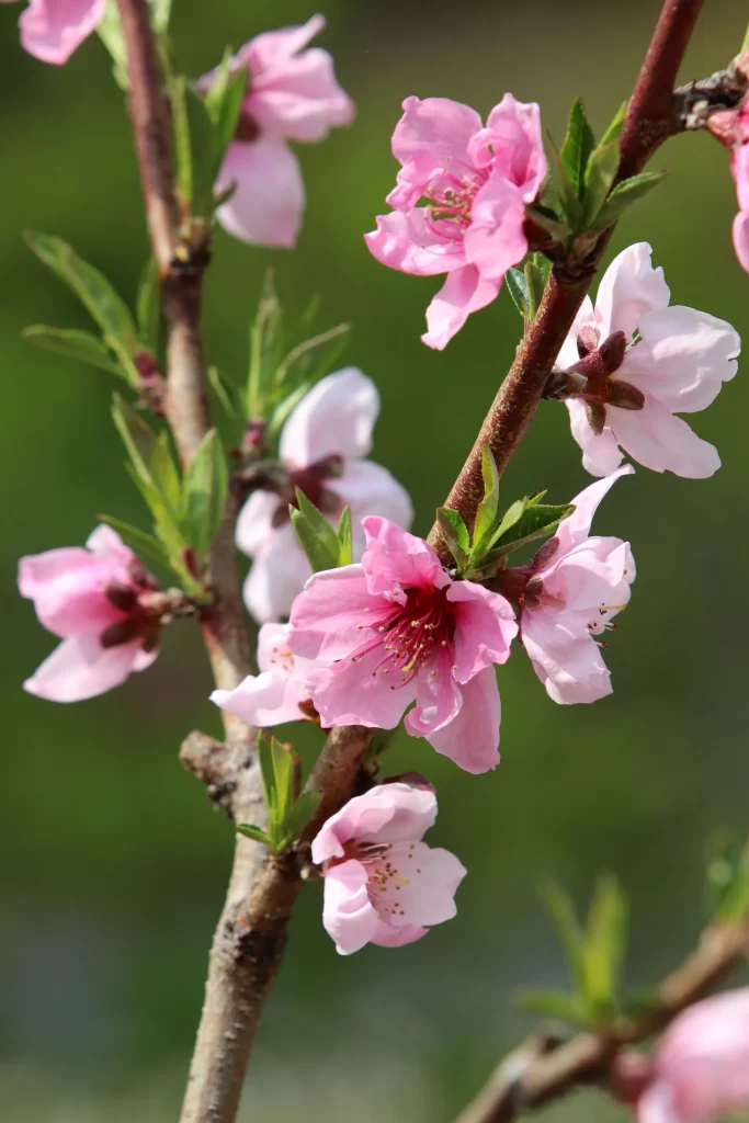 Peach Blossom Pink White Green Spring gray Branch