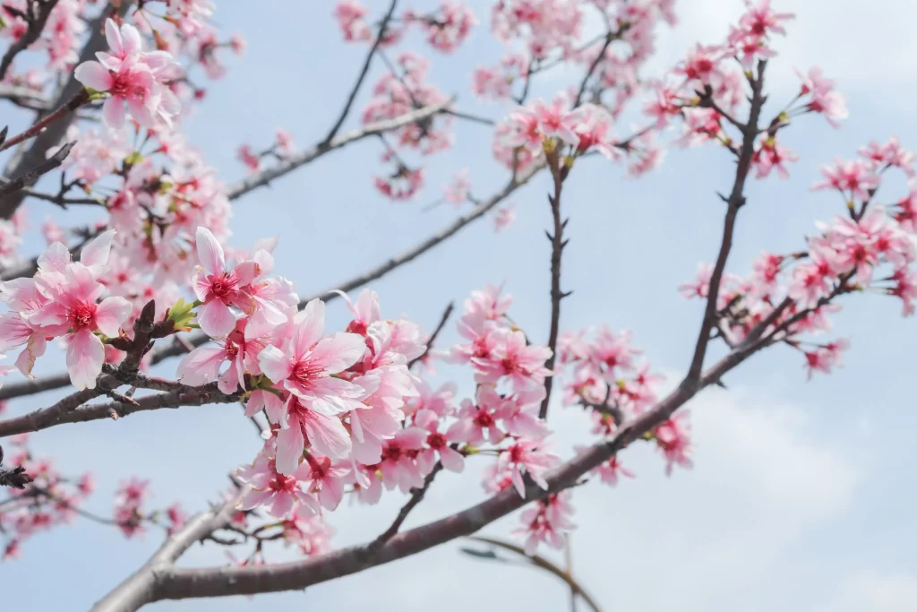 Peach Blossom Pink White Blue gray Sky