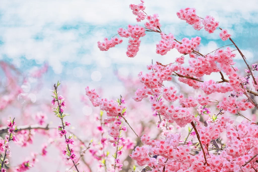 Peach Blossom Pink White Blue gray Sky