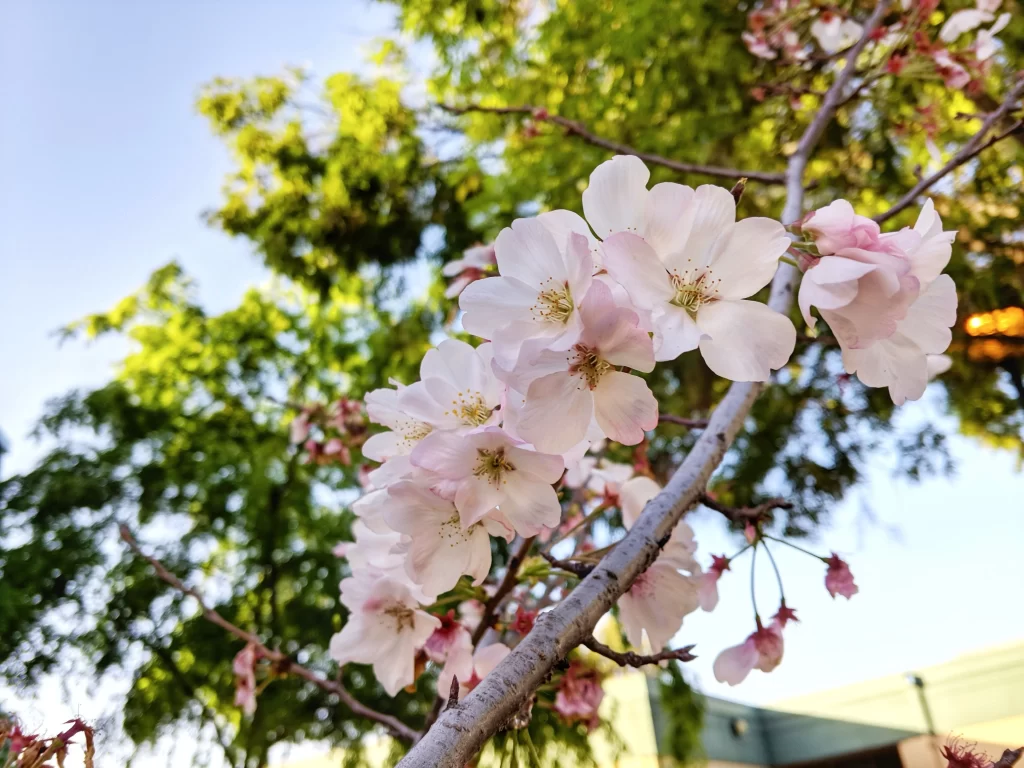 Peach Blossom Pink White Green Blue gray Sky