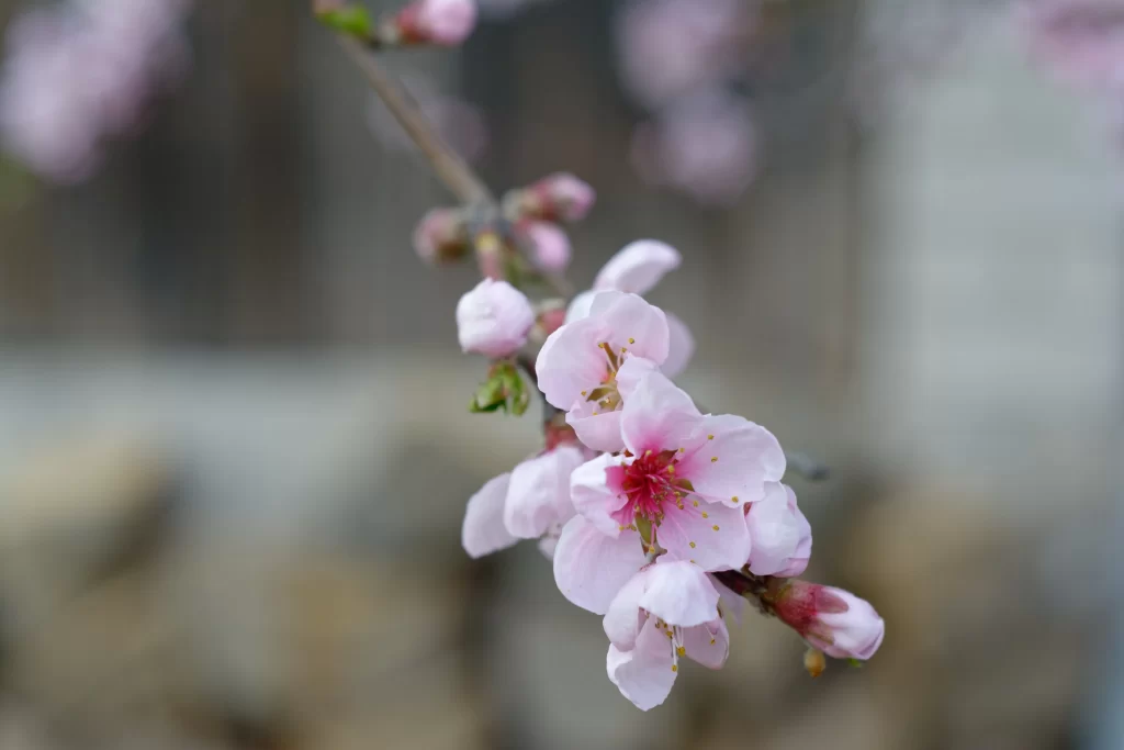 Peach Blossom Pink White Petal Spring gray Branch